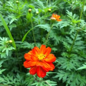 Meet your Posher, Alisha